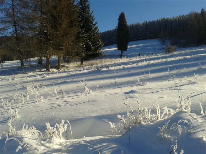 Ośnieżona polana i długie cienie drzew